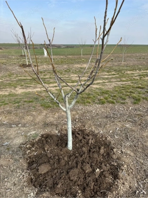 Plantăm și îngrijim livezi   servicii complete, seriozitate garantată 