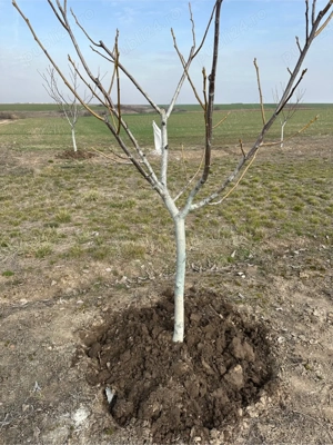 Plantăm și îngrijim livezi   servicii complete, seriozitate garantată 