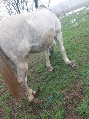 de vânzare iapă 8 - imagine 3