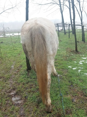 de vânzare iapă 8 - imagine 2