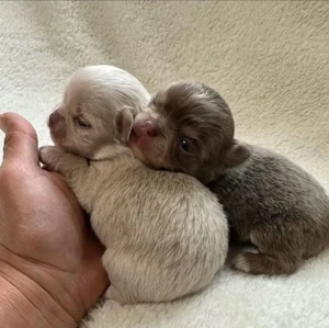 Pui de Chihuahua sănătoși disponibili