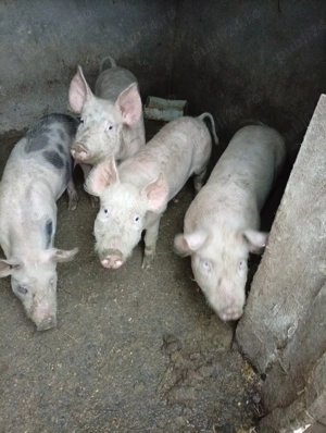 porci de vezare - imagine 2