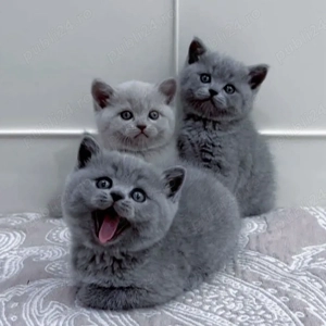 British shorthair băieței și fetițe - imagine 2