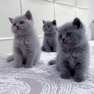 British shorthair băieței și fetițe - imagine 3