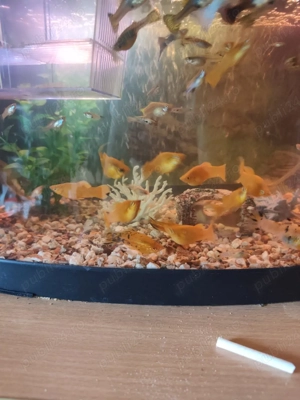 Pesti de vanzare  - imagine 4