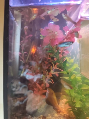 Pesti de vanzare  - imagine 3