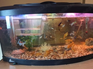 Pesti de vanzare  - imagine 2