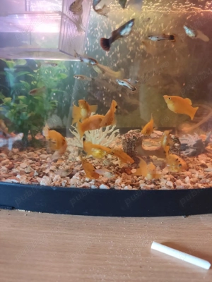 Pesti de vanzare  - imagine 5