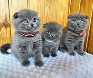 Scottish fold puiuti
