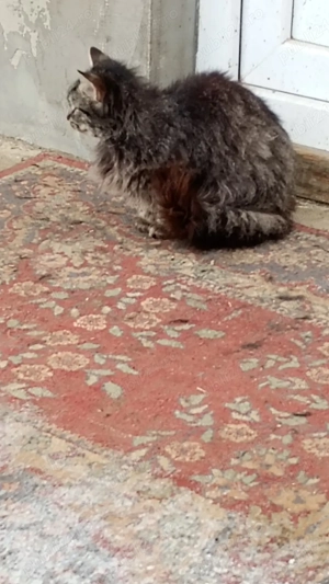 vand  pui norvegian de padure - imagine 2