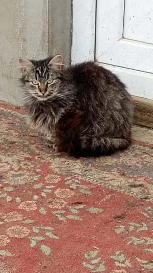 vand  pui norvegian de padure - imagine 5