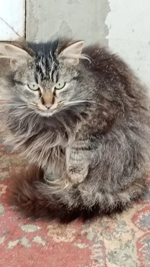 vand  pui norvegian de padure