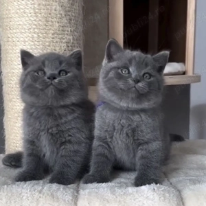 British shorthair pui superbi  - imagine 2