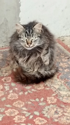 vand  pui norvegian de padure - imagine 3