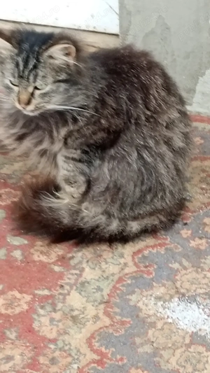 vand  pui norvegian de padure - imagine 4