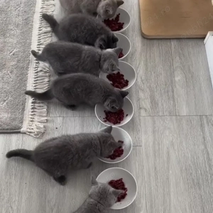 British shorthair pui superbi  - imagine 3