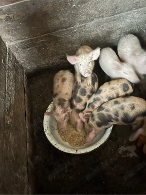 vand scroafa cu 7 purcei  - imagine 2