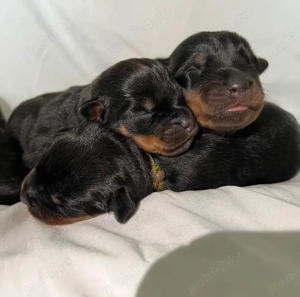 Pui de rottweiler sănătoși - imagine 2