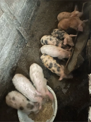 vand scroafa cu 7 purcei  - imagine 3