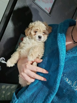 Baietel Bichon talie mica - imagine 2