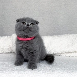 Scottish fold pui superbi  - imagine 2