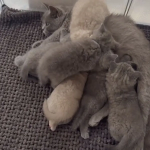 British shorthair superbi