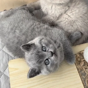 British shorthair superbi - imagine 3