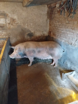 vind scroafe de tăiat  - imagine 2