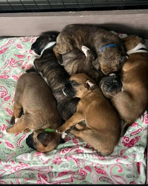 Pui de boxer disponibili - imagine 2