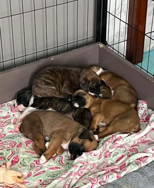 Pui de boxer disponibili - imagine 3