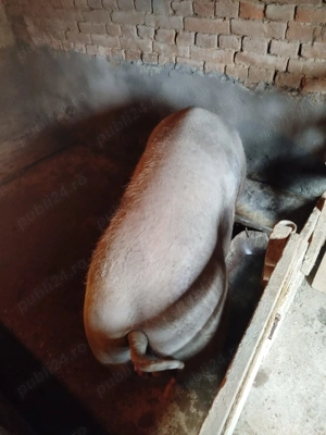 vind scroafe de tăiat  - imagine 3