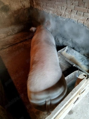 vind scroafe de tăiat  - imagine 4