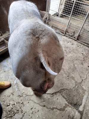 vind vier petrean belgian pur  - imagine 3