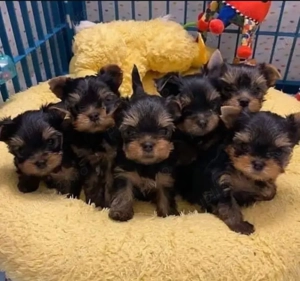 Pui drăguți de Yorkshire  - imagine 3