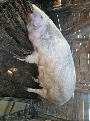 Porc de vanzare  - imagine 3