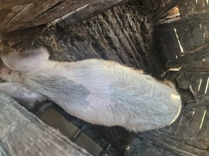 Porc de vanzare  - imagine 4