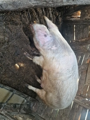 Porc de vanzare  - imagine 2