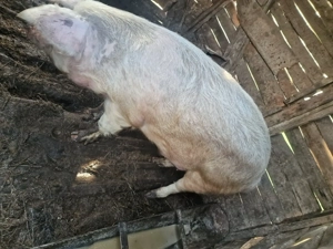 Porc de vanzare  - imagine 5