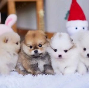 Pui de câine Pomeranian drăguți și iubitori disponibili - imagine 2