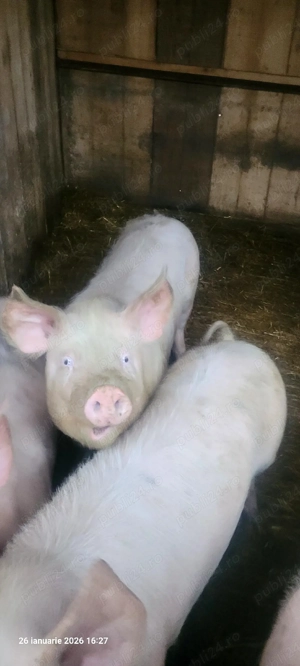  purcei grăsuni  - imagine 2