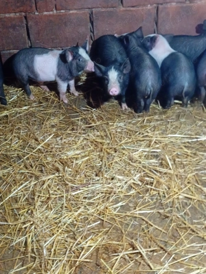 vand purcei bazna cu pietrean  - imagine 3