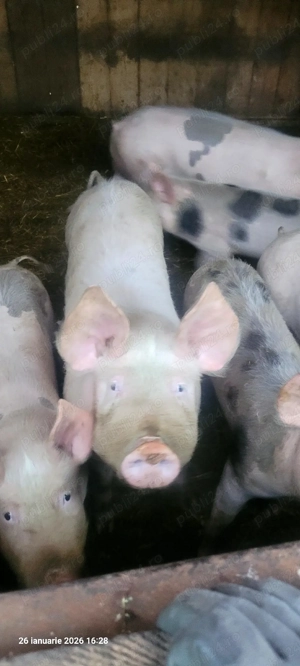  purcei grăsuni  - imagine 3