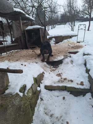 Ofer spre adoptie - imagine 2