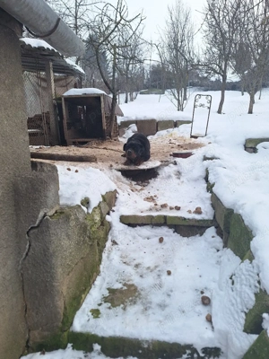 Ofer spre adoptie - imagine 4