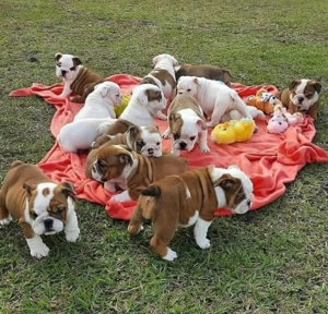 Pui frumoși de bulldog englez - imagine 3