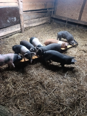 Purcei de vânzare  - imagine 2