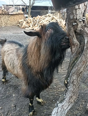 Vând țap alpin francez - imagine 2