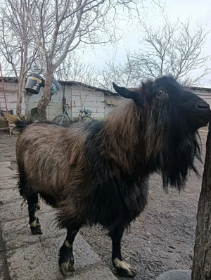 Vând țap alpin francez