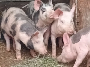 Grasuni 45kg Pietrain  - imagine 3