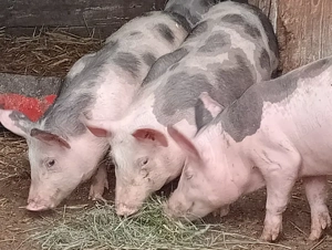 Grasuni 45kg Pietrain  - imagine 5